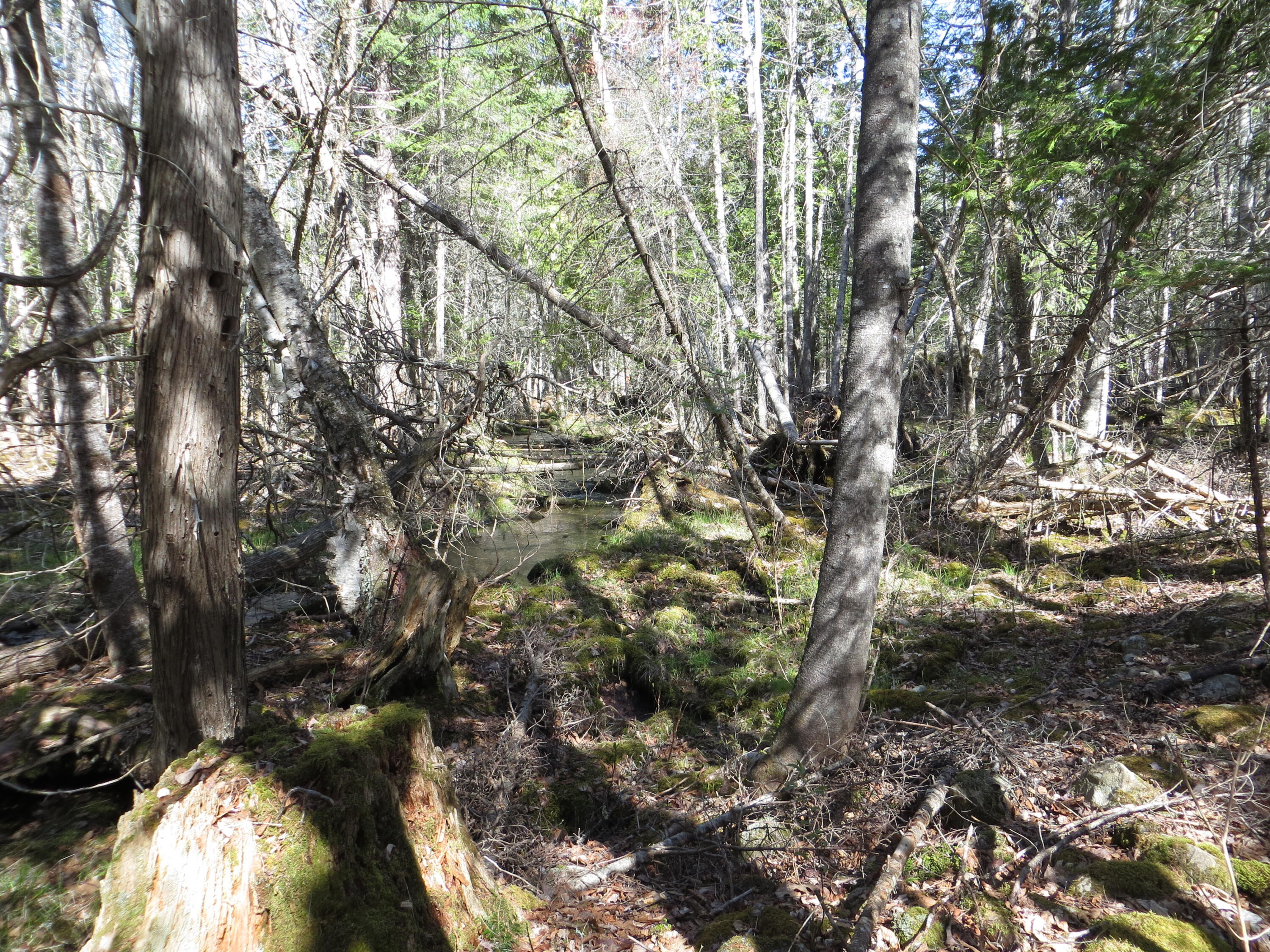 Tbd Fitz Road, Unit 1018 Kenduskeag, ME 04450 - Photo 3 of 8 fitz rd stream 2