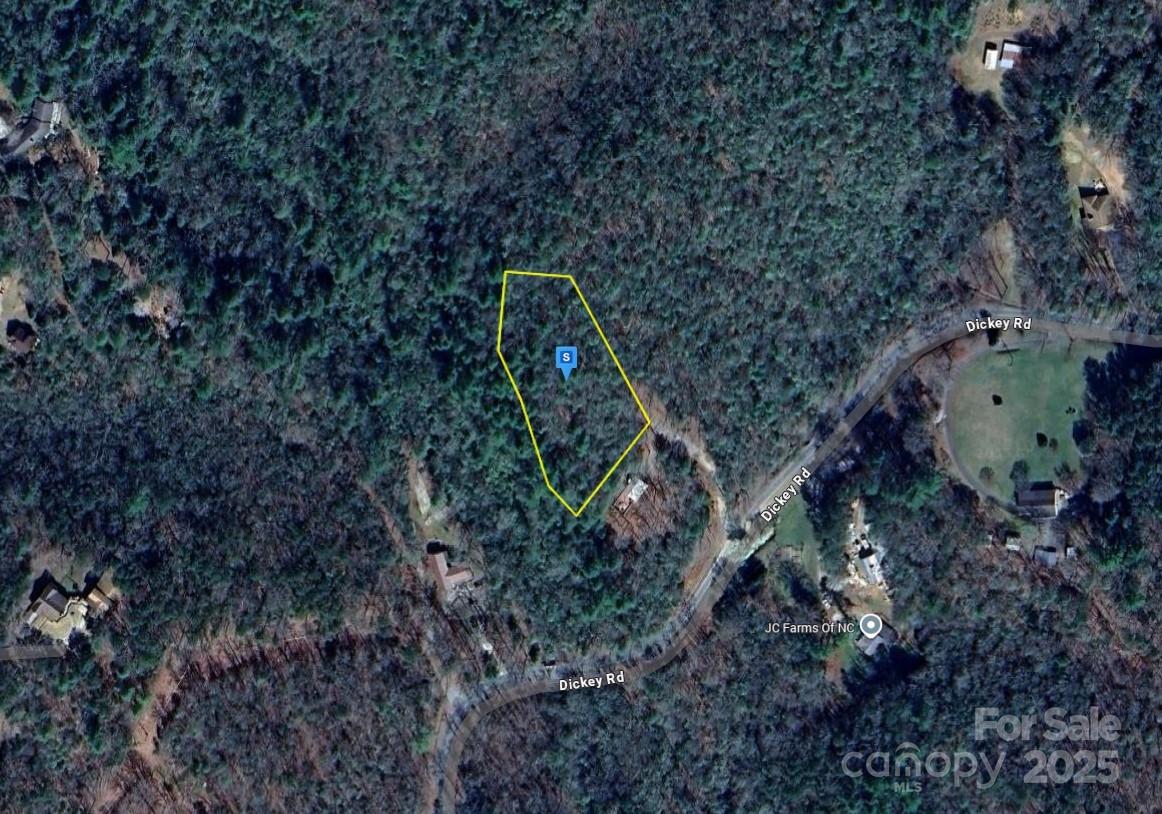 a view of a forest with a tree