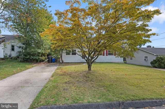 a tree in the middle of a yard