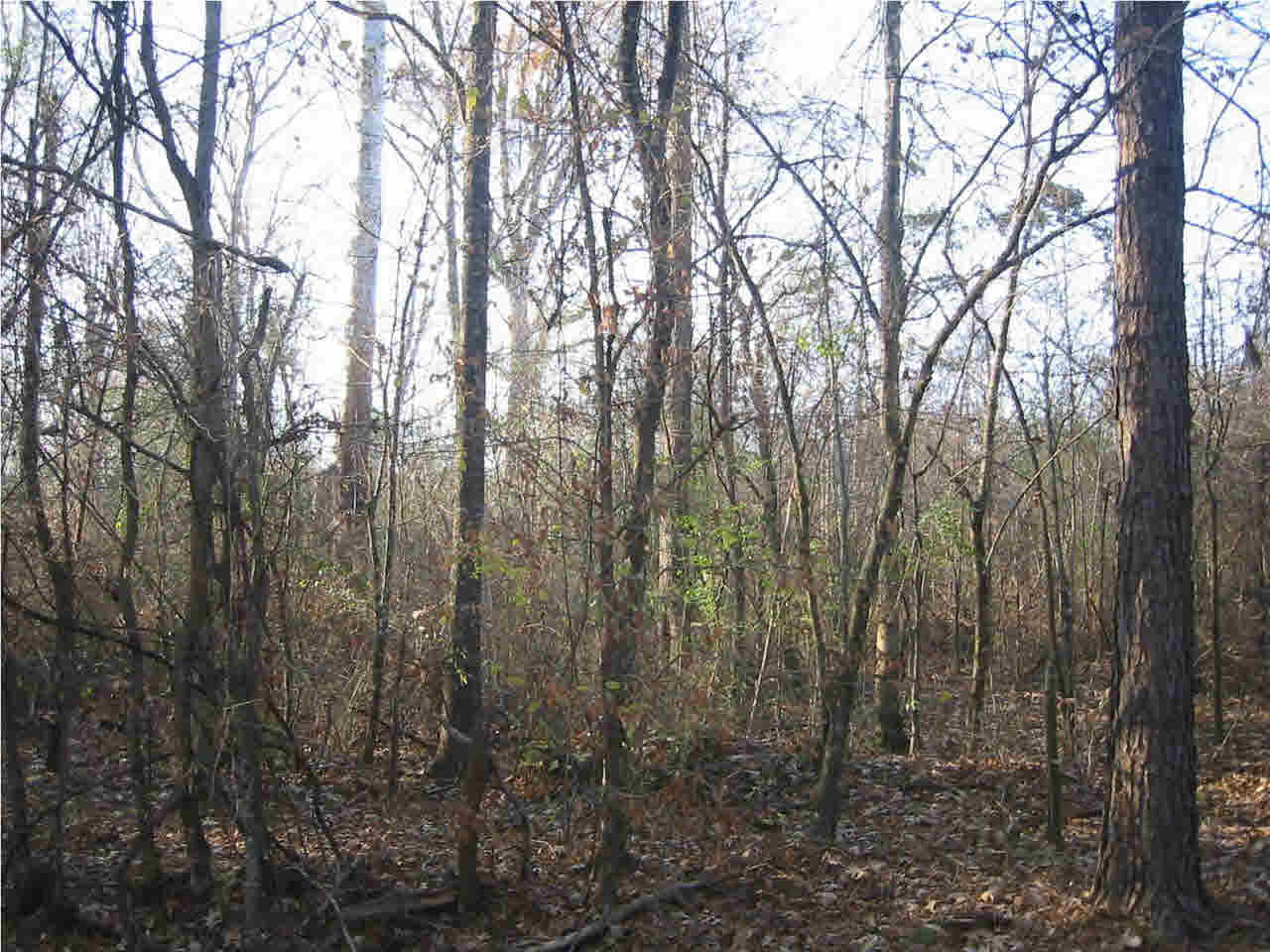 191 Rankin-Ferguson Road Pelahatchie, MS 39145 - Photo 11 of 12 Photo 11