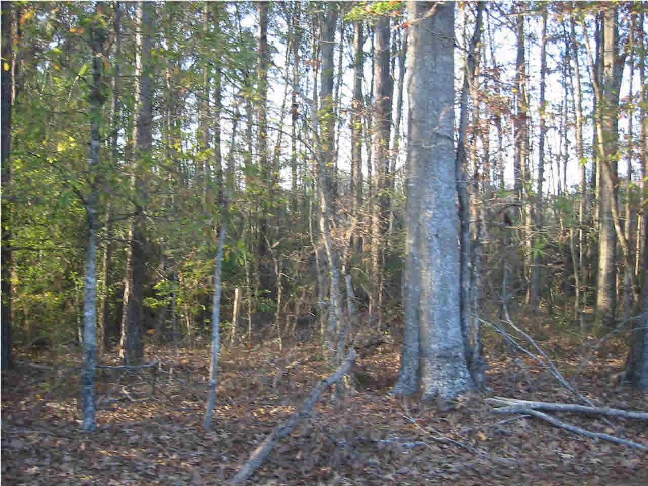 191 Rankin-Ferguson Road Pelahatchie, MS 39145 - Photo 12 of 12 Photo 12
