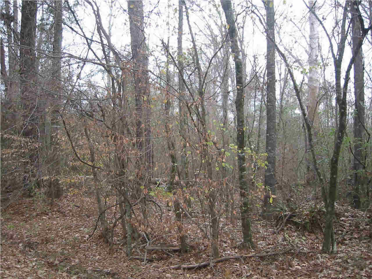 191 Rankin-Ferguson Road Pelahatchie, MS 39145 - Photo 3 of 12 Photo 3