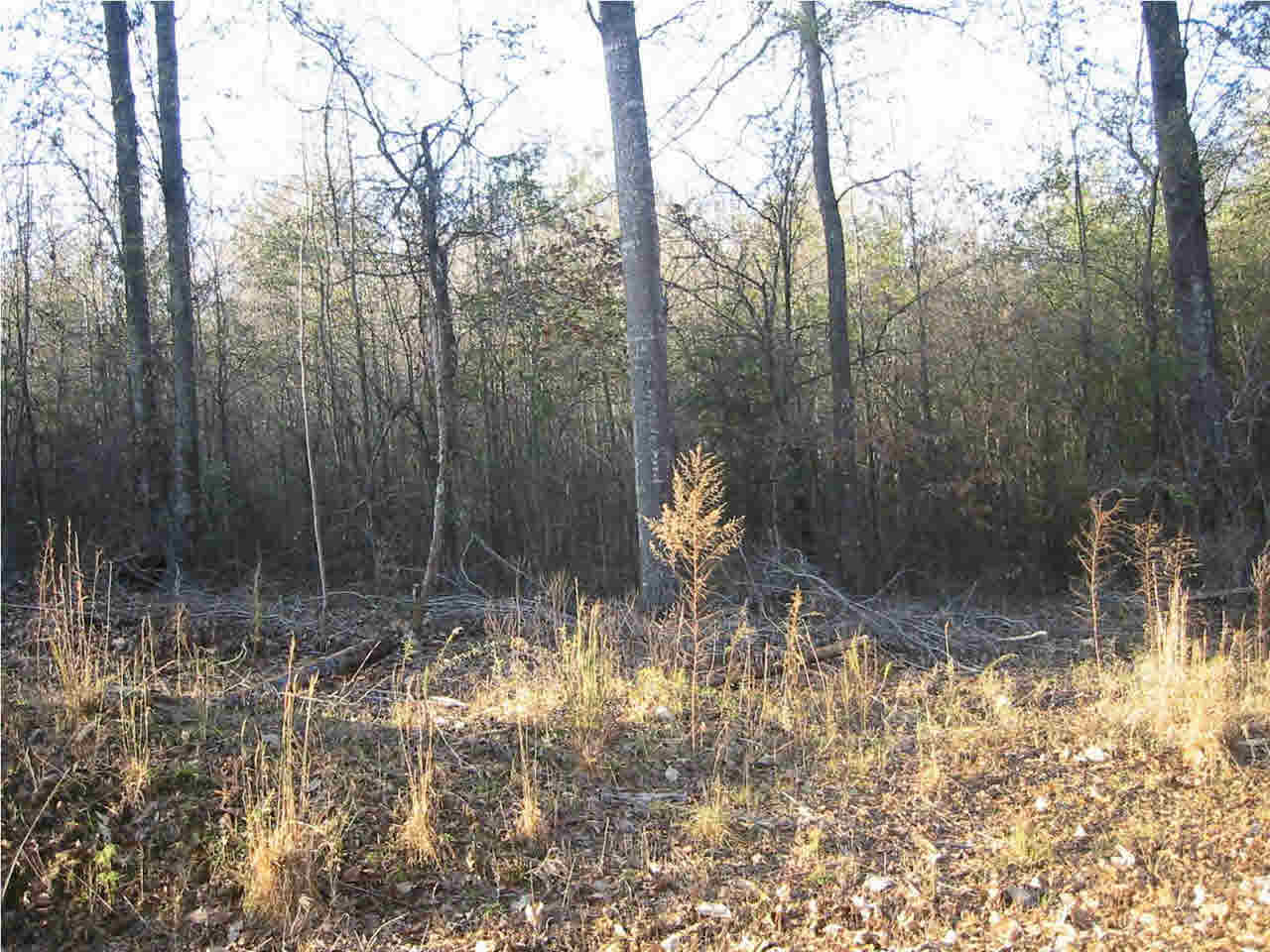 191 Rankin-Ferguson Road Pelahatchie, MS 39145 - Photo 6 of 12 Photo 6