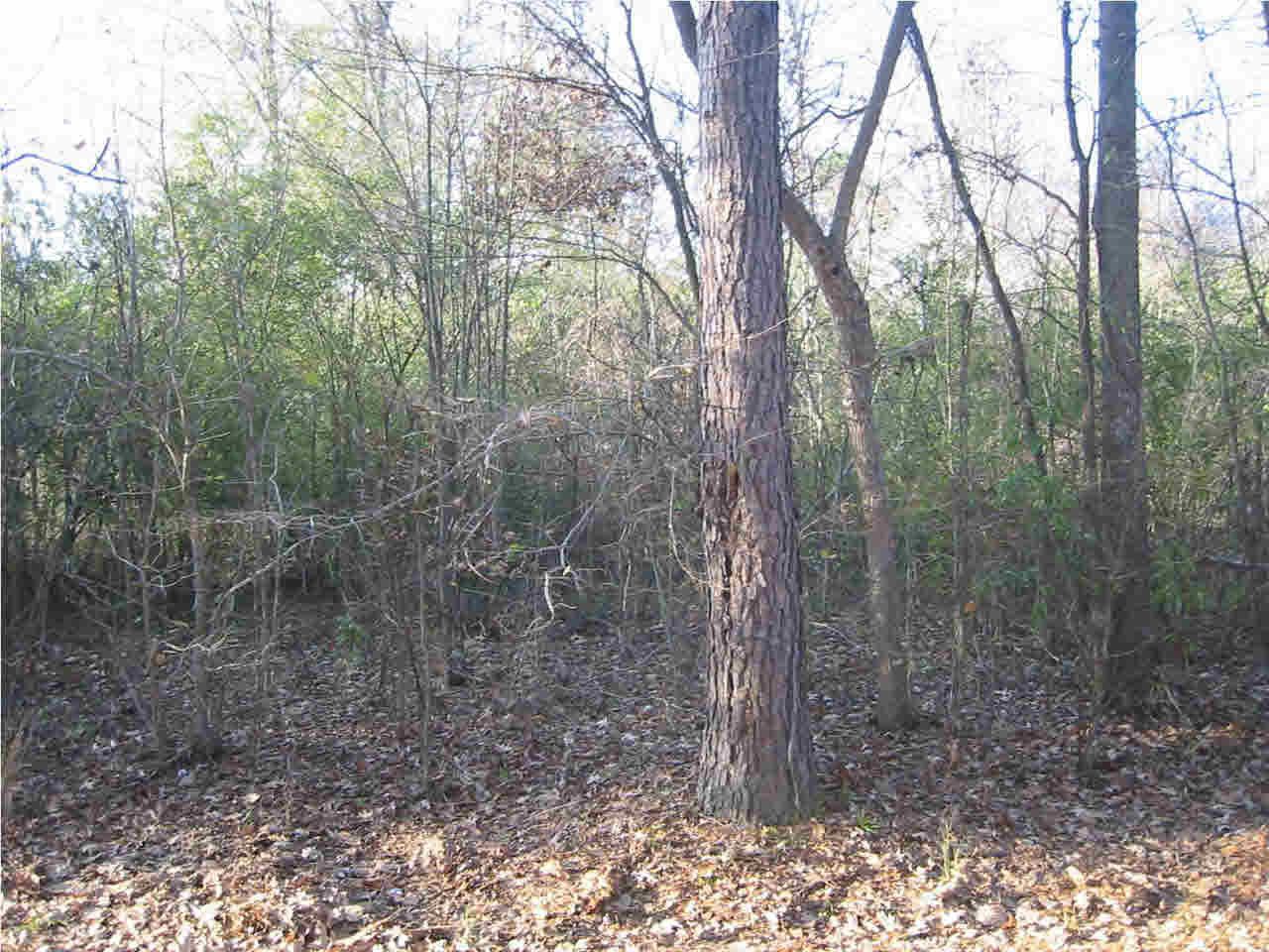 191 Rankin-Ferguson Road Pelahatchie, MS 39145 - Photo 9 of 12 Photo 9