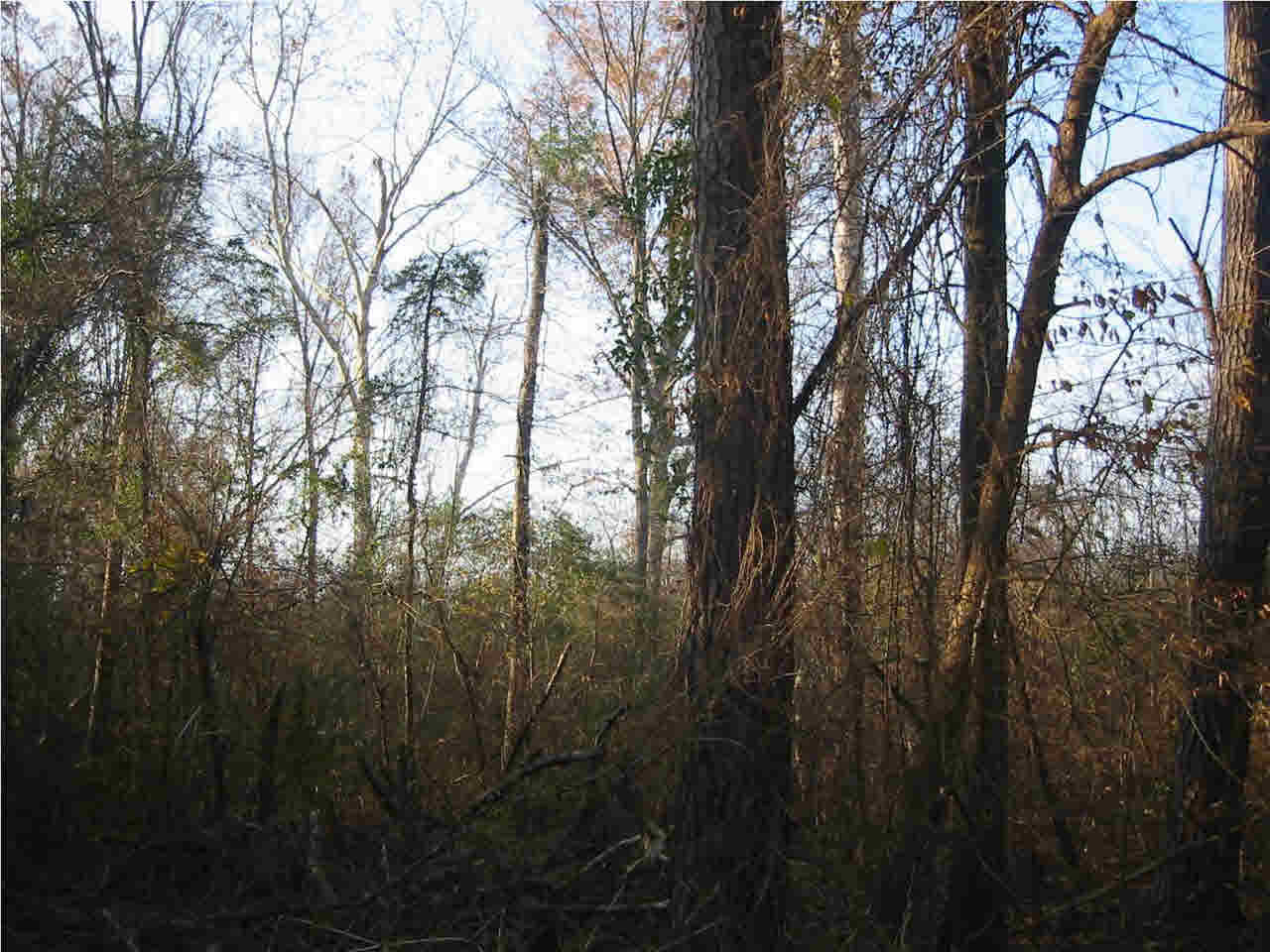 191 Rankin-Ferguson Road Pelahatchie, MS 39145 - Photo 10 of 12 Photo 10