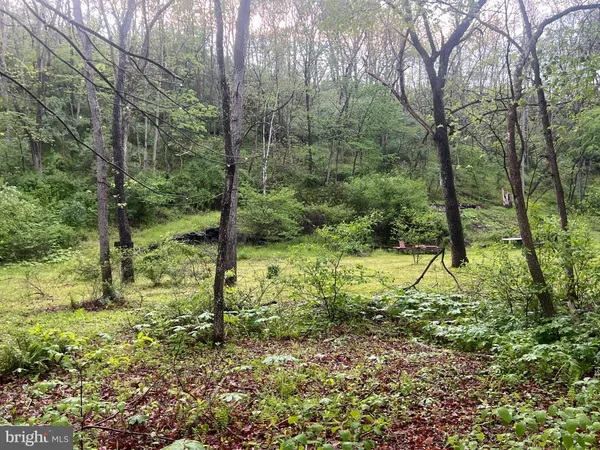 a view of a yard with lots of trees