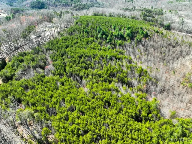a view of a lush green forest with lots of trees