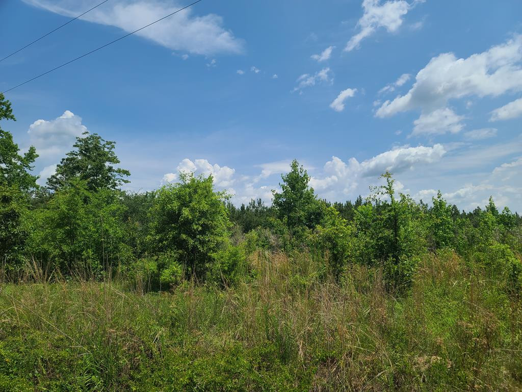 0 Rembert Church Road Dalzell, SC 29040 - Photo 13 of 20 Gallery Image 13