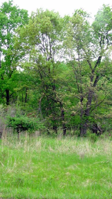 18274 Timber Lake Road Manchester, MI 48158 - Photo 6 of 7 Photo 6