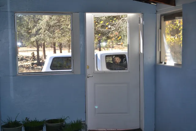a view of a yard with plants and large trees