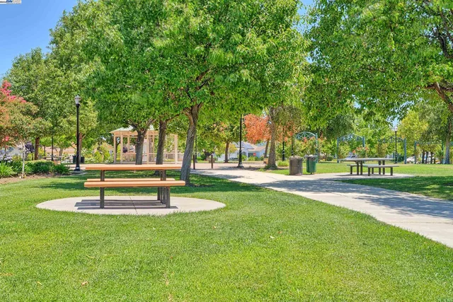 a park with large trees