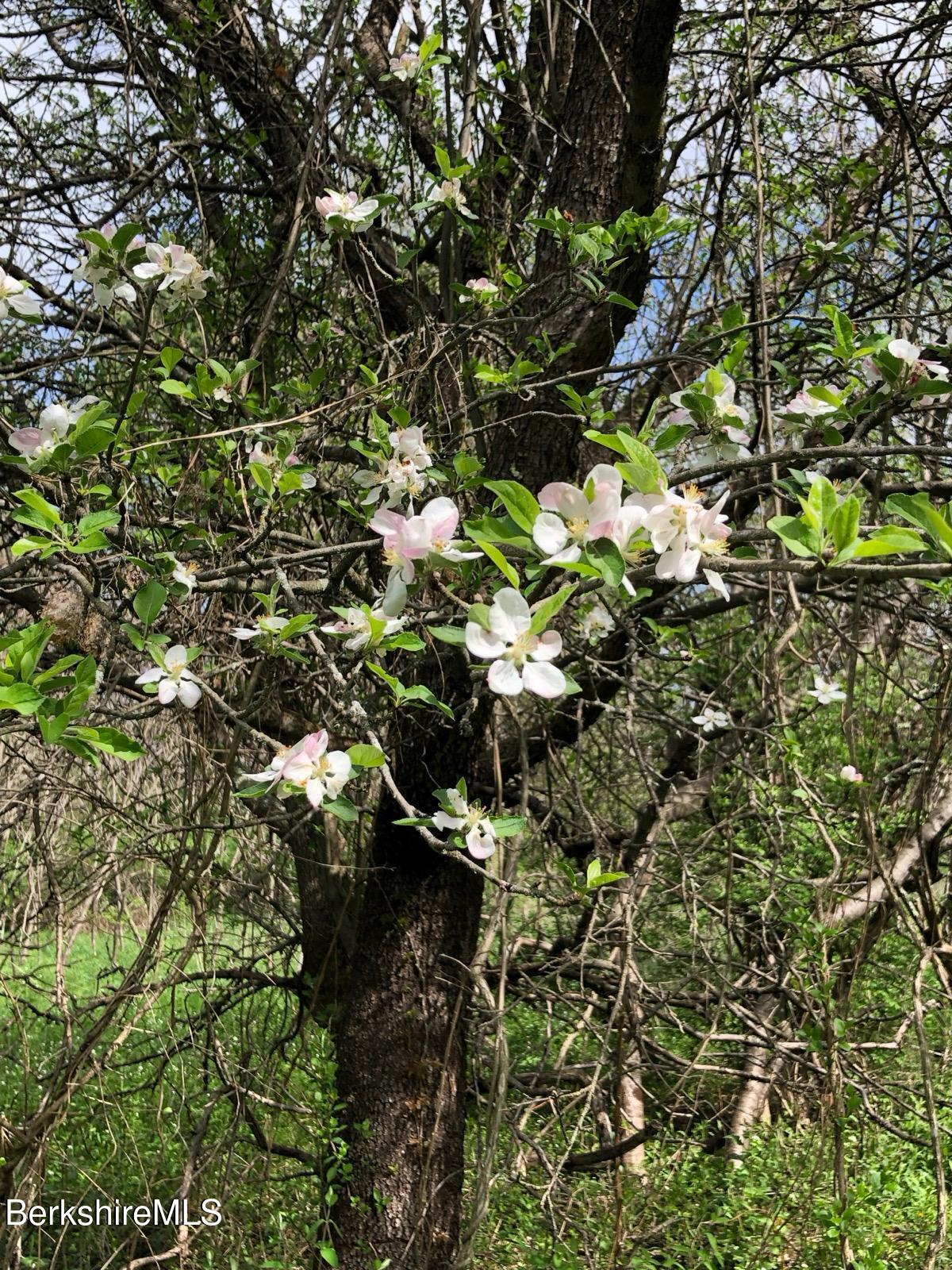 0 Lenox Road West Stockbridge, MA 01266 - Photo 11 of 18 a view of a tree in a garden