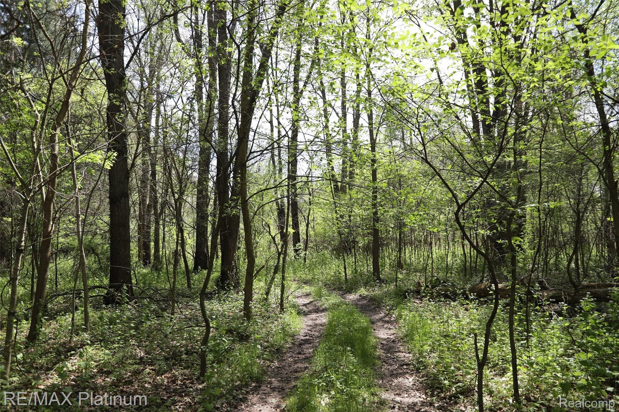 4926 Zion Road Jackson, MI 49201 - Photo 55 of 55 woods.jpg