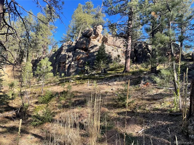 a view of a tree in a yard
