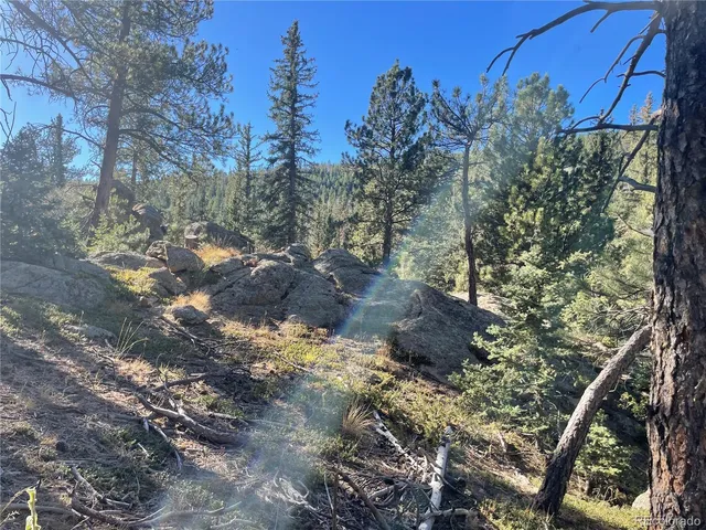 a view of a yard with plants and trees