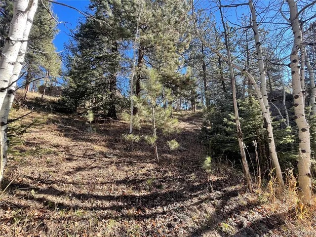 a view of a forest with trees