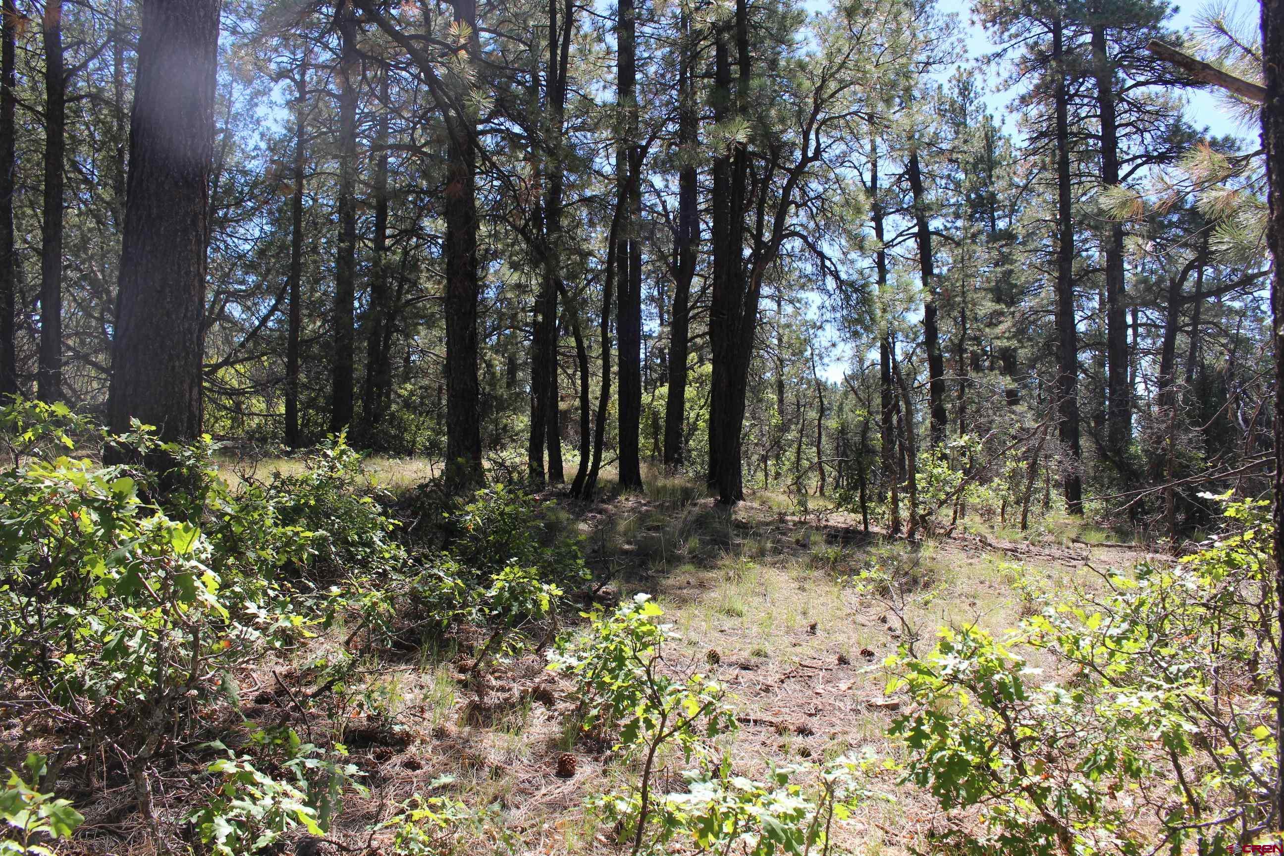 1260 Crooked Road Pagosa Springs, CO 81147 - Photo 11 of 34 a backyard of a house with lots of green space
