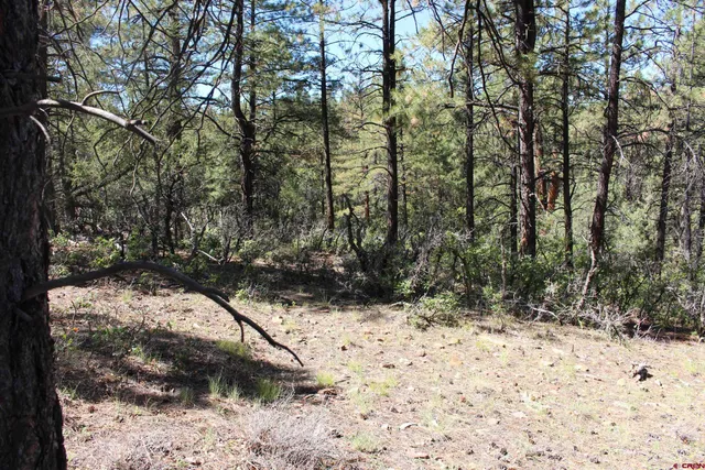 a view of a yard with a tree