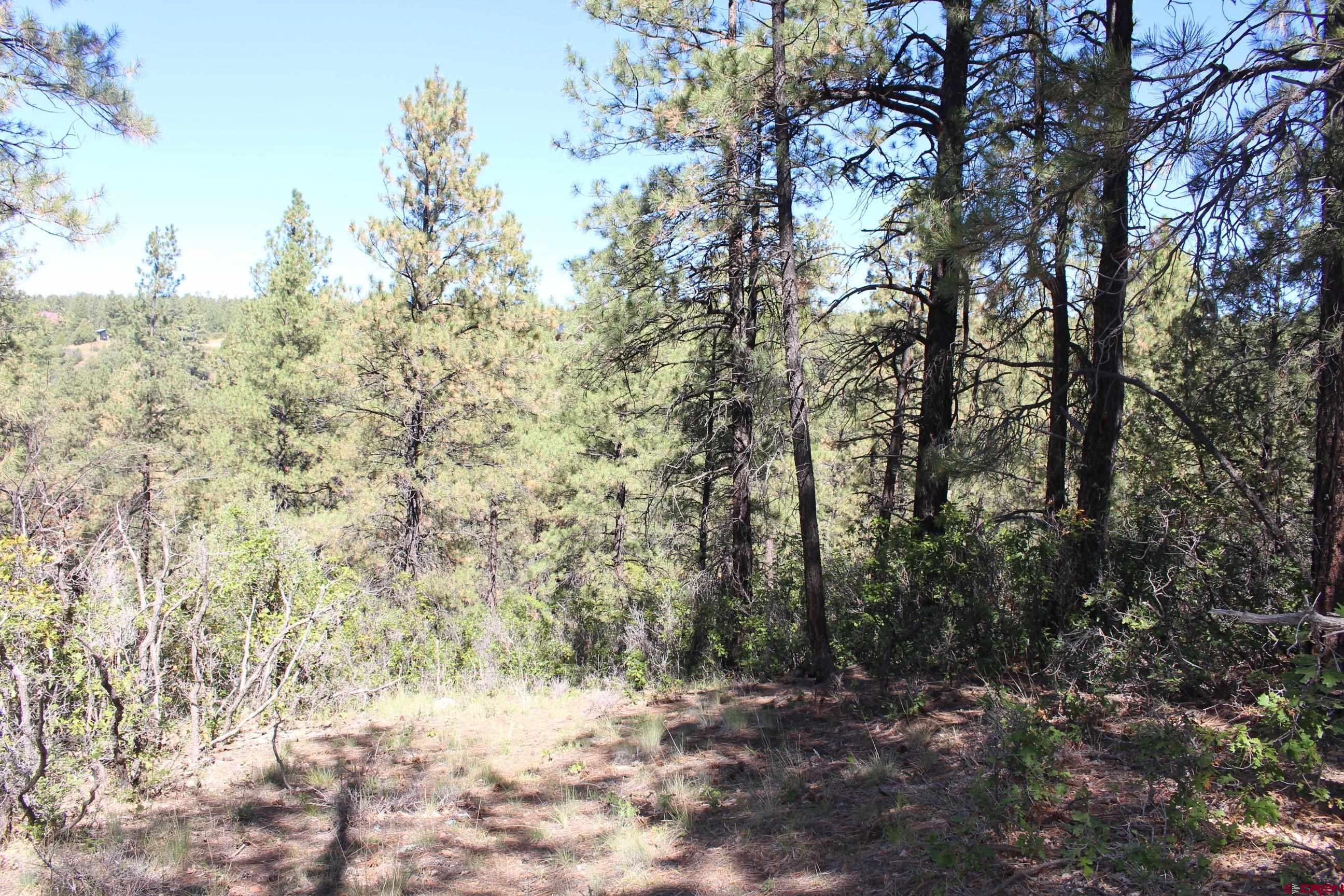1260 Crooked Road Pagosa Springs, CO 81147 - Photo 14 of 34 a view of a yard with a tree