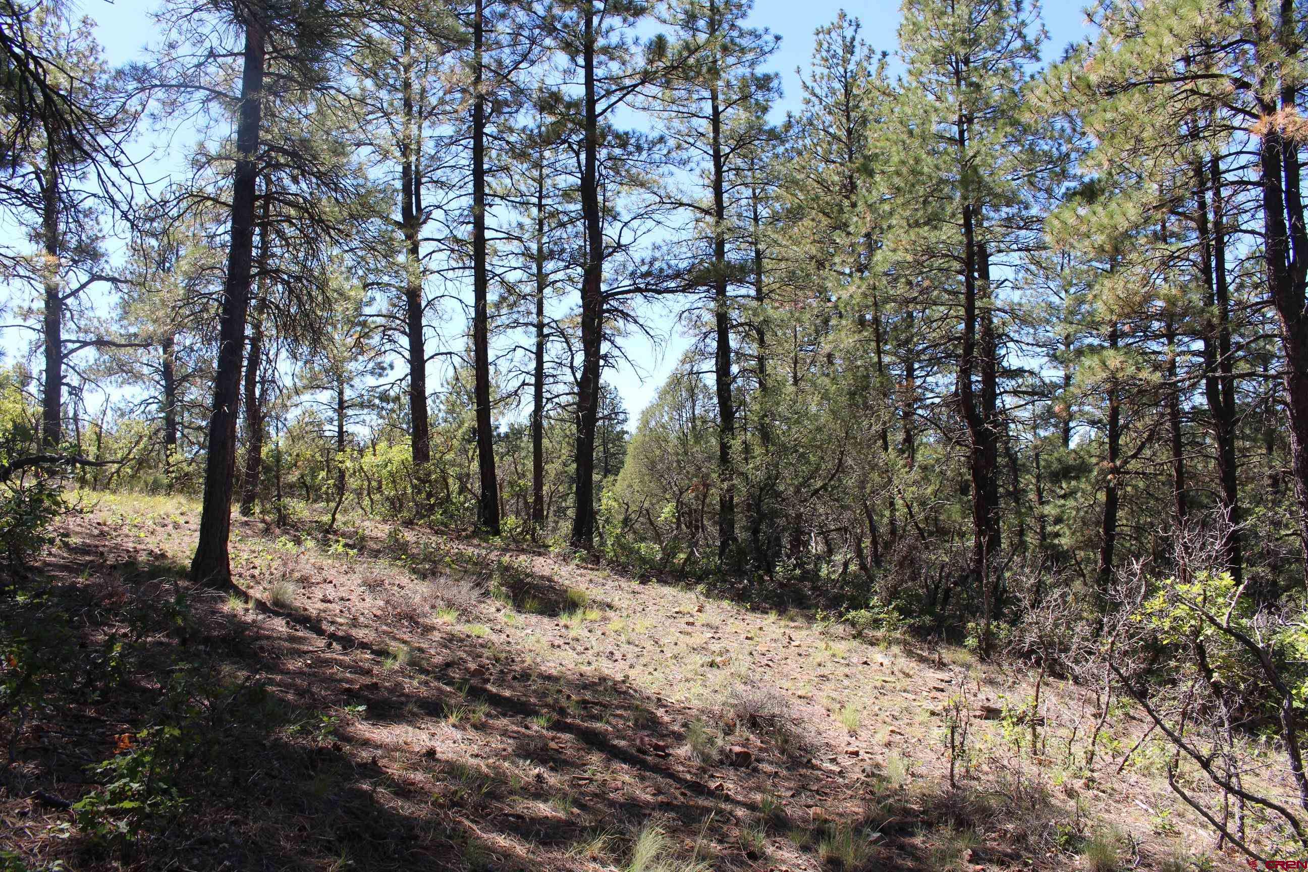1260 Crooked Road Pagosa Springs, CO 81147 - Photo 15 of 34 a view of a forest filled with trees