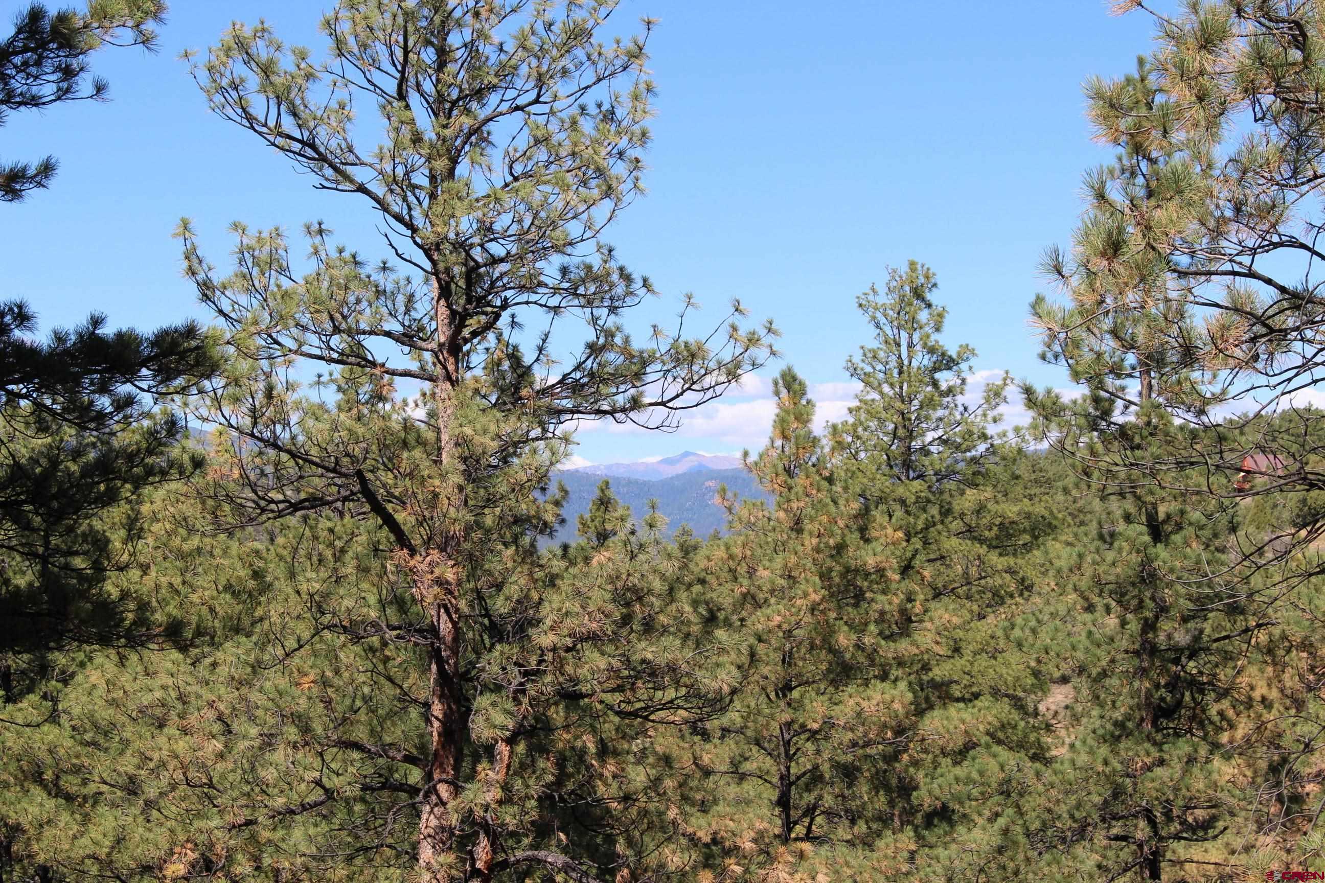 1260 Crooked Road Pagosa Springs, CO 81147 - Photo 16 of 34 a view of a yard with a tree