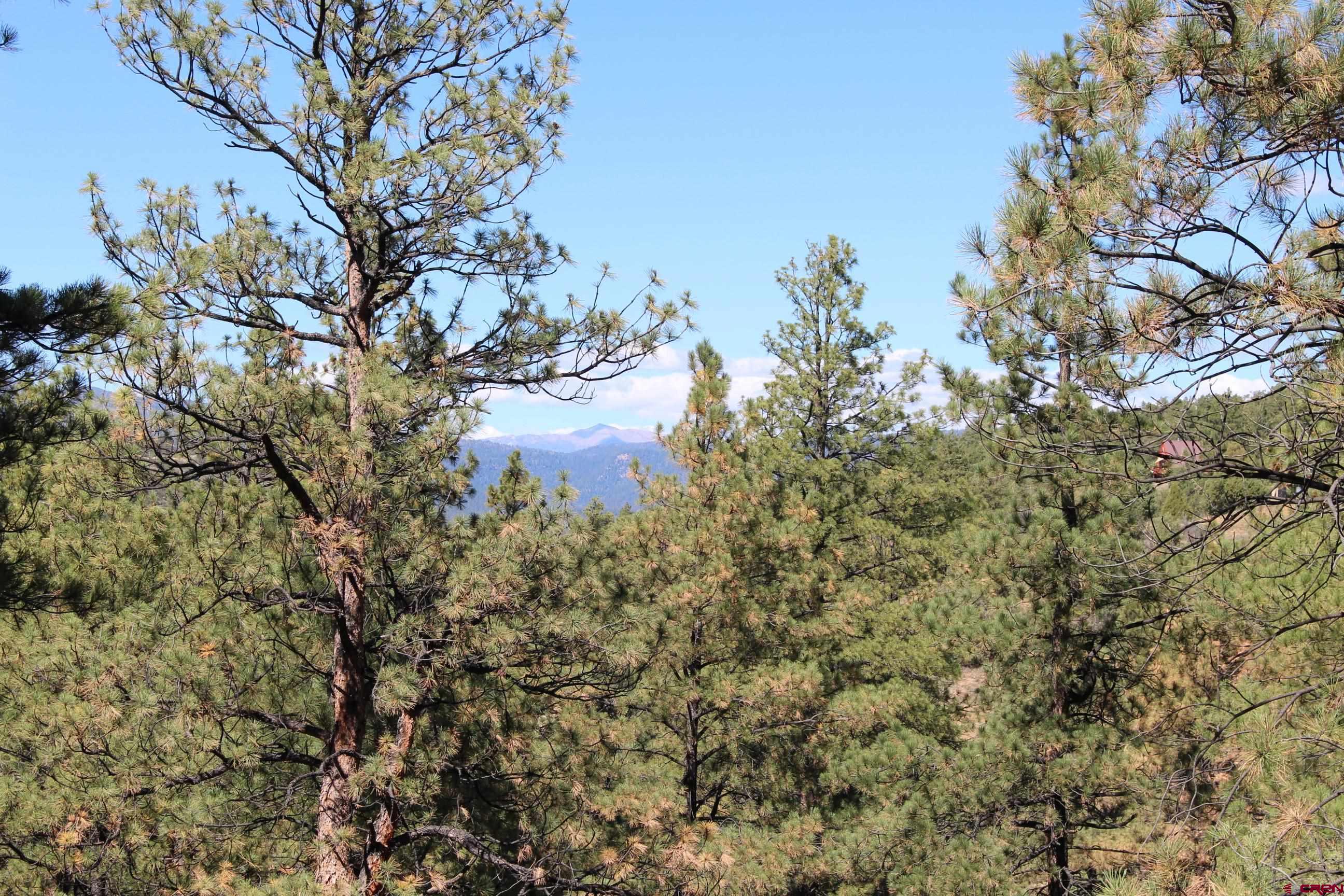 1260 Crooked Road Pagosa Springs, CO 81147 - Photo 17 of 34 a view of a tree in a yard
