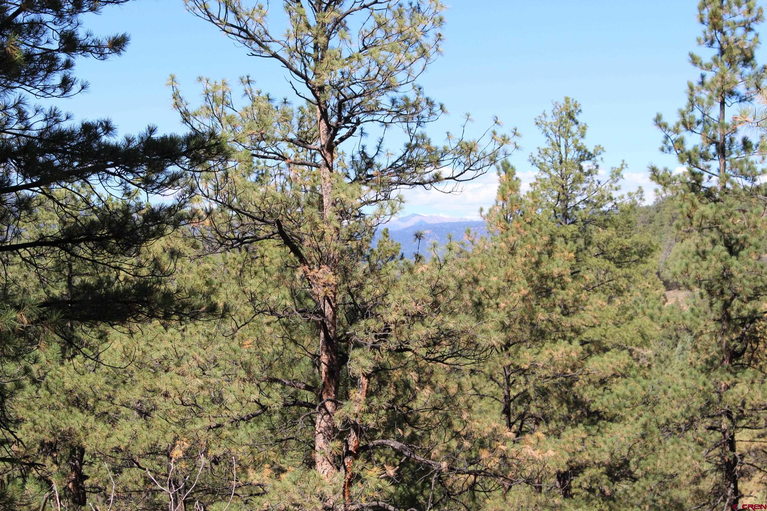 1260 Crooked Road Pagosa Springs, CO 81147 - Photo 18 of 34 a view of a yard with a tree