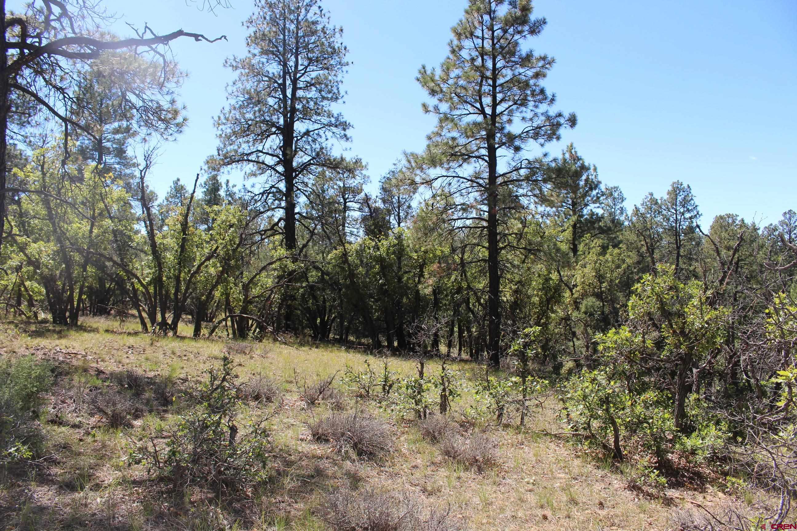1260 Crooked Road Pagosa Springs, CO 81147 - Photo 20 of 34 a view of a yard with large trees