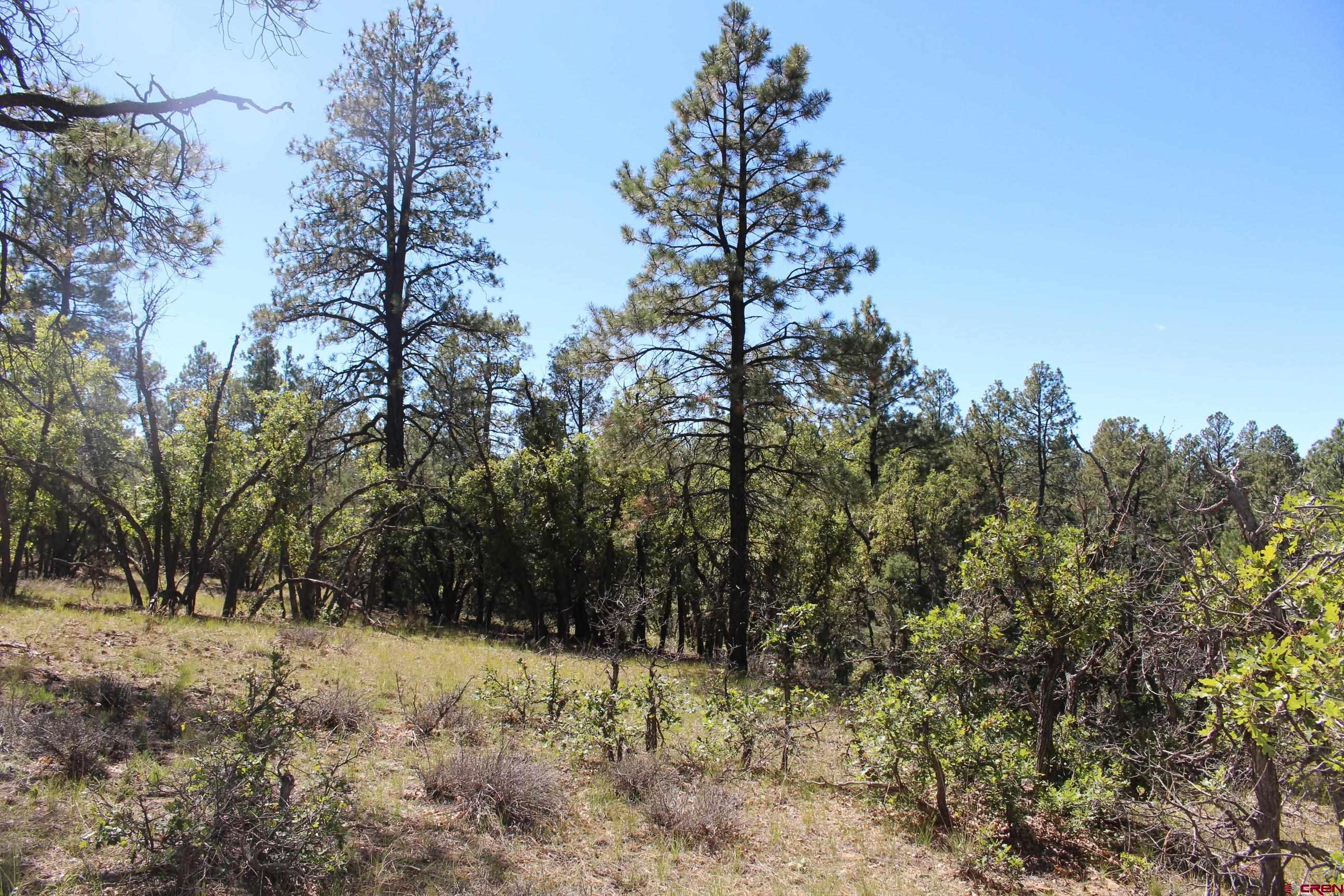 1260 Crooked Road Pagosa Springs, CO 81147 - Photo 21 of 34 a view of a yard covered with snow in front of house
