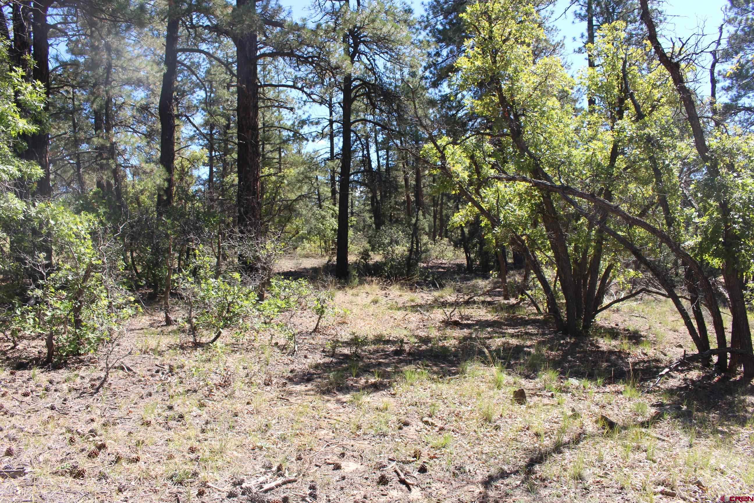 1260 Crooked Road Pagosa Springs, CO 81147 - Photo 25 of 34 a view of a yard with trees