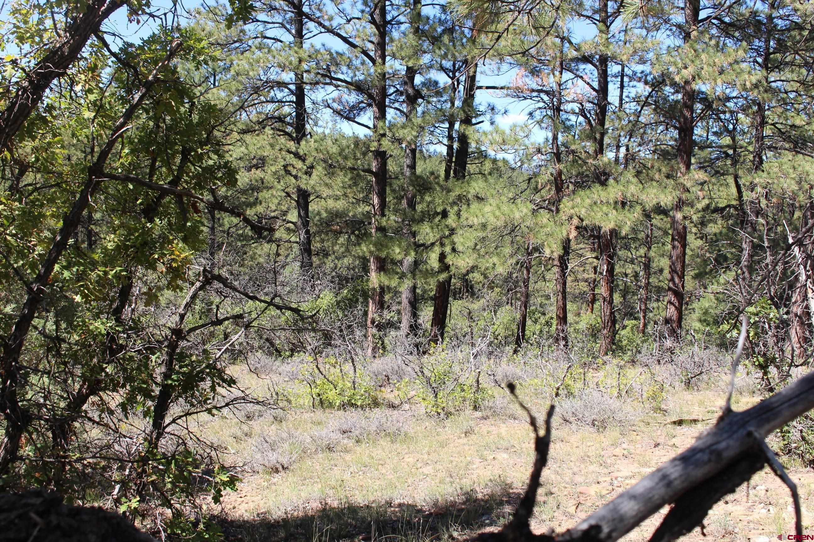 1260 Crooked Road Pagosa Springs, CO 81147 - Photo 27 of 34 a view of a dry yard with trees