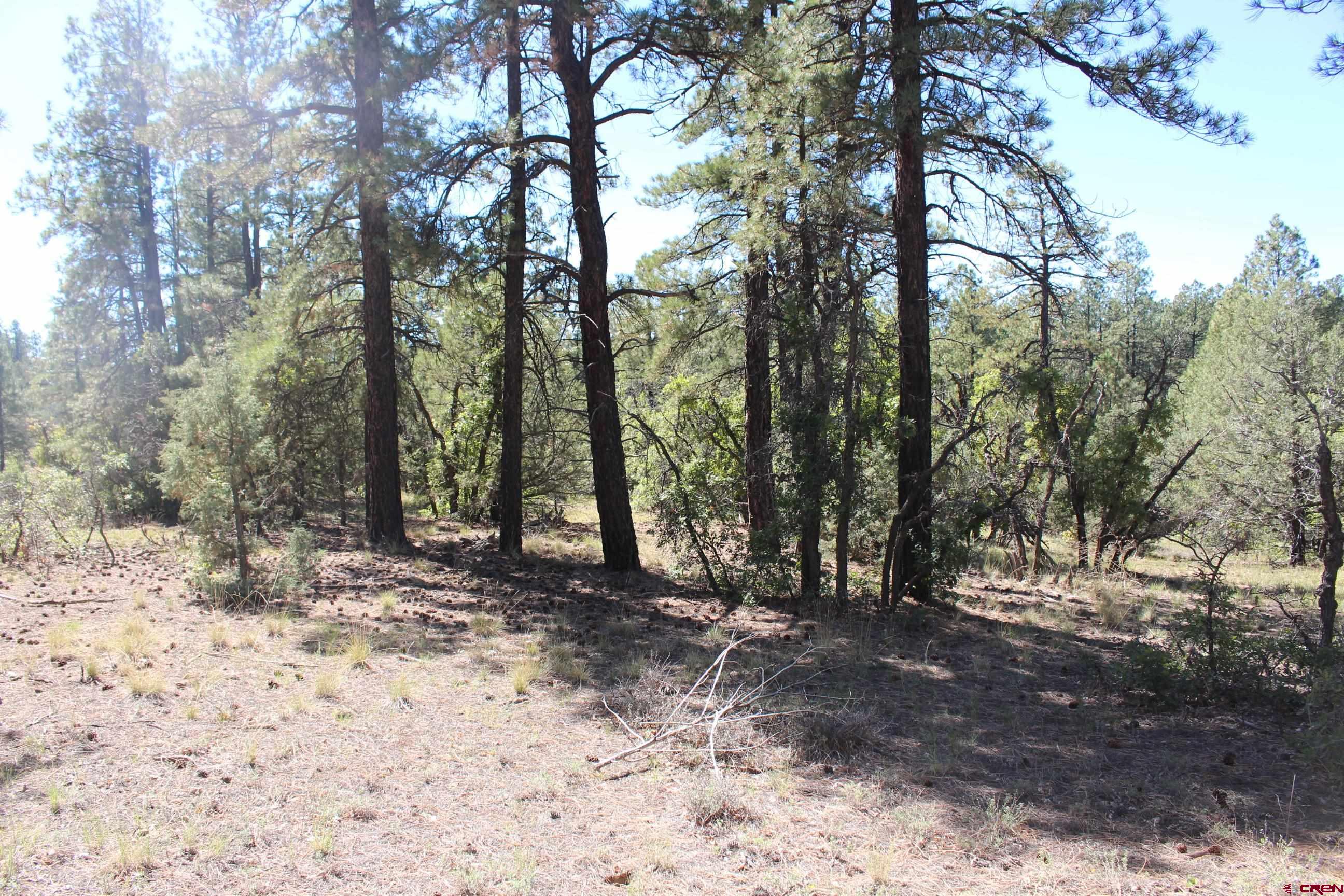 1260 Crooked Road Pagosa Springs, CO 81147 - Photo 28 of 34 a view of outdoor space with trees