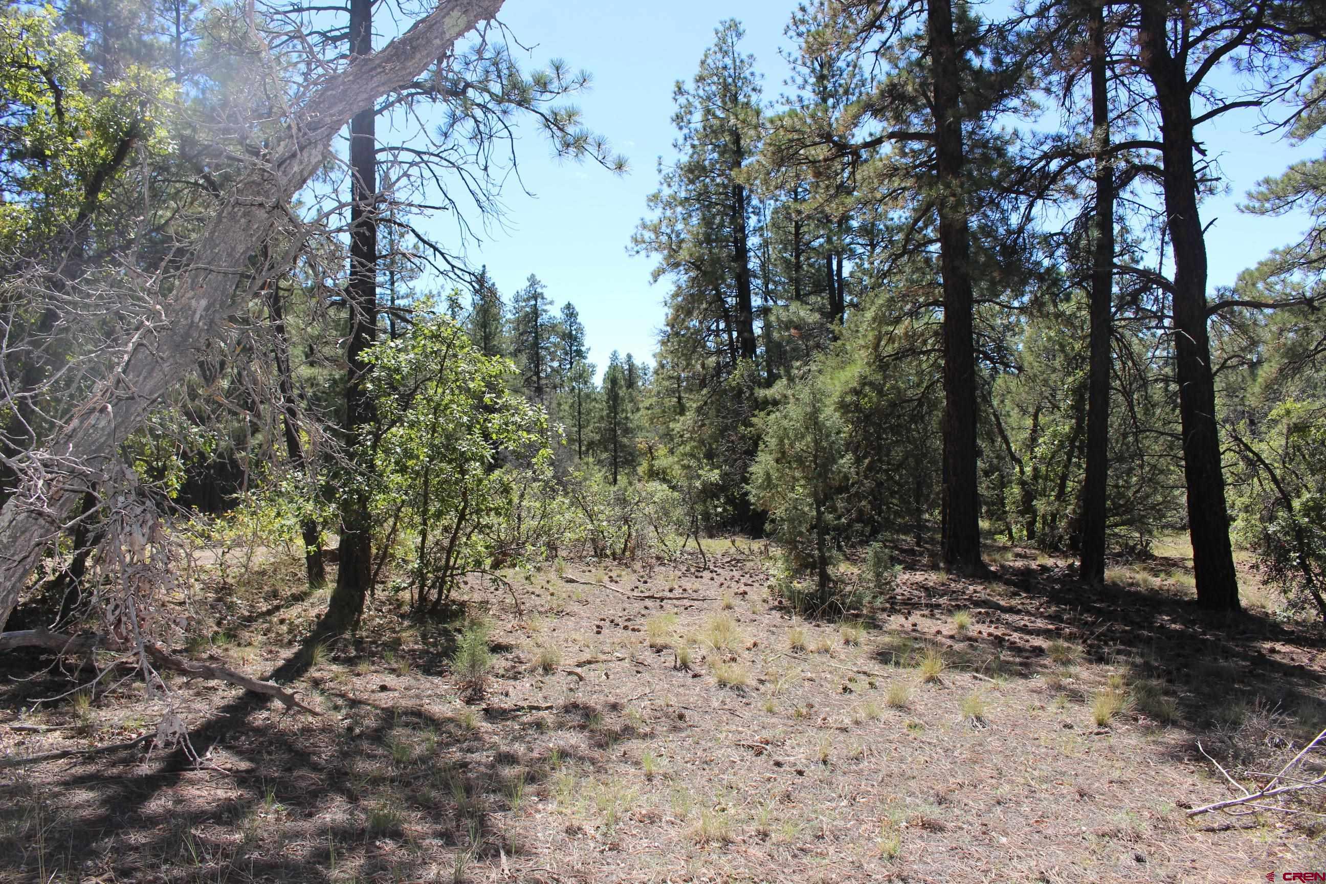 1260 Crooked Road Pagosa Springs, CO 81147 - Photo 29 of 34 a view of outdoor space and trees