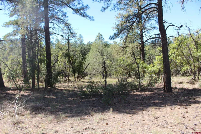 a view of outdoor space with lots of trees