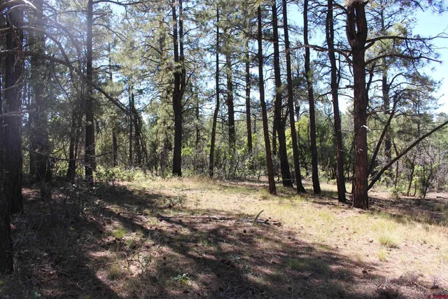 a view of a yard with trees