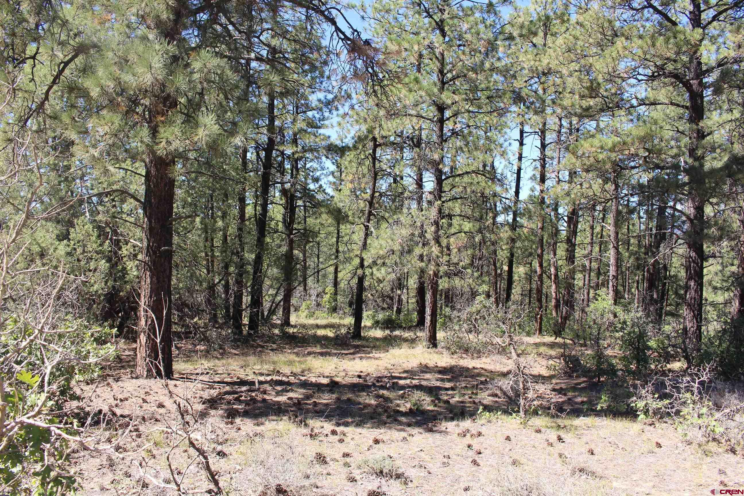 1260 Crooked Road Pagosa Springs, CO 81147 - Photo 31 of 34 a view of outdoor space with lots of trees