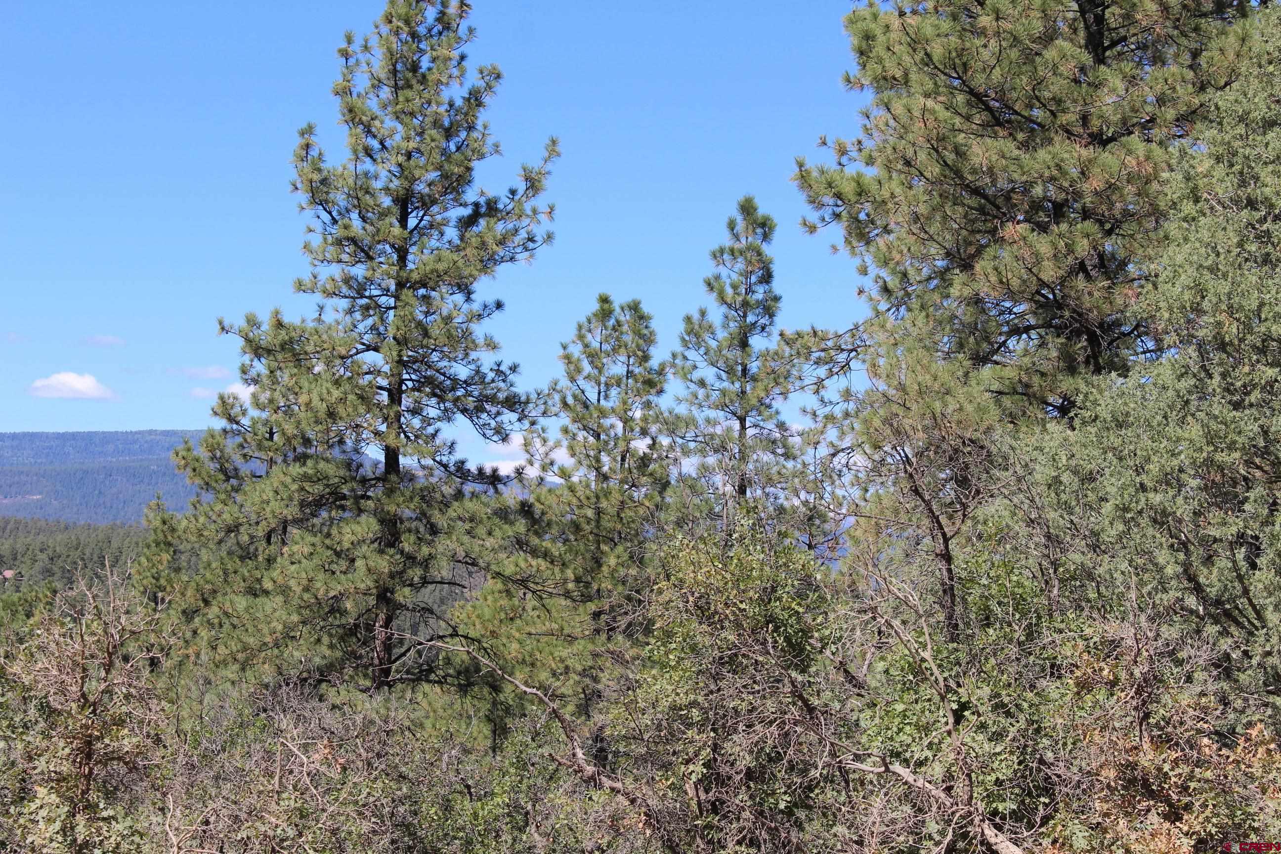 1260 Crooked Road Pagosa Springs, CO 81147 - Photo 34 of 34 a view of a tree in a yard