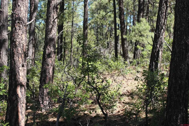 a view of backyard with tree