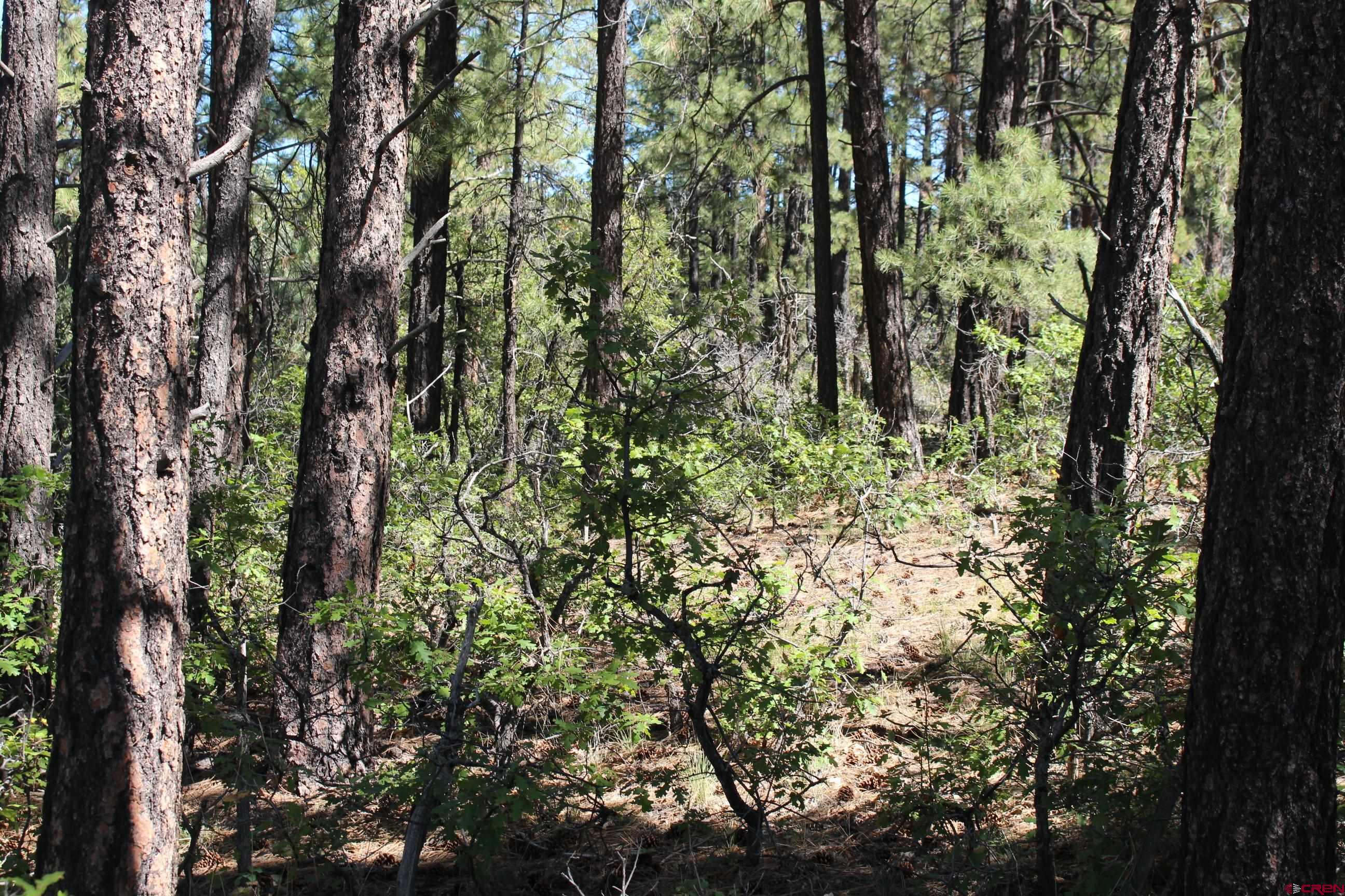 1260 Crooked Road Pagosa Springs, CO 81147 - Photo 8 of 34