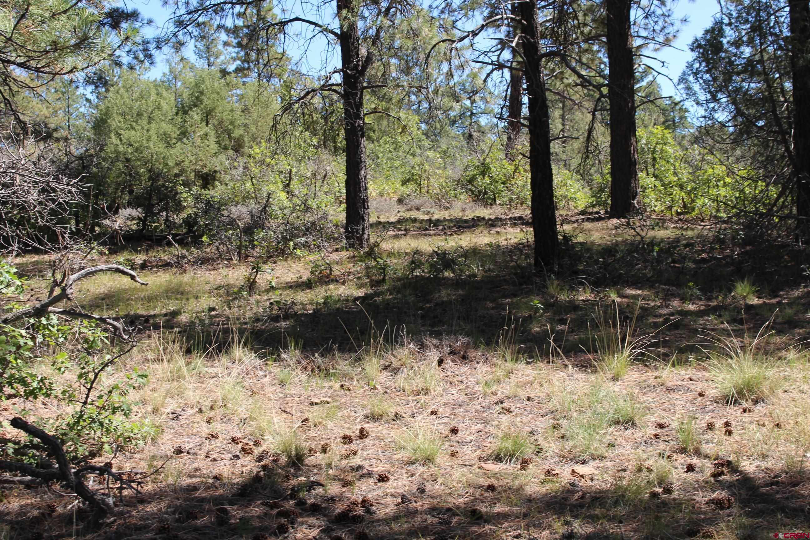 1260 Crooked Road Pagosa Springs, CO 81147 - Photo 9 of 34 a view of backyard with tree