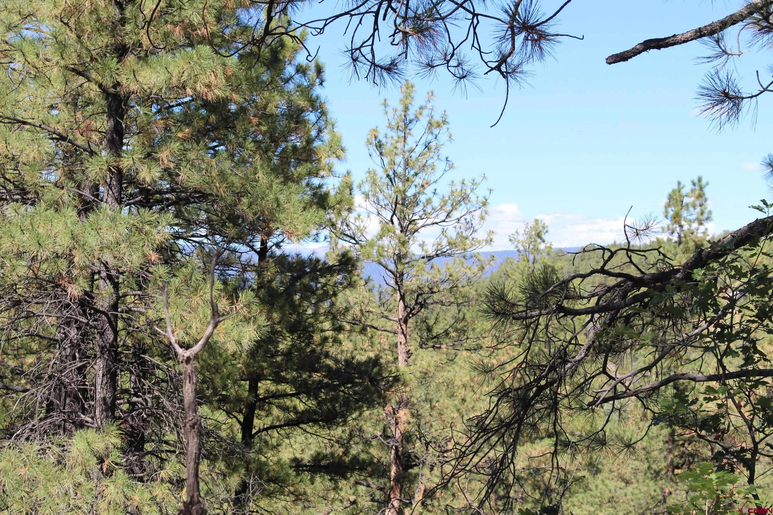 1260 Crooked Road Pagosa Springs, CO 81147 - Photo 10 of 34 a view of a tree in a yard