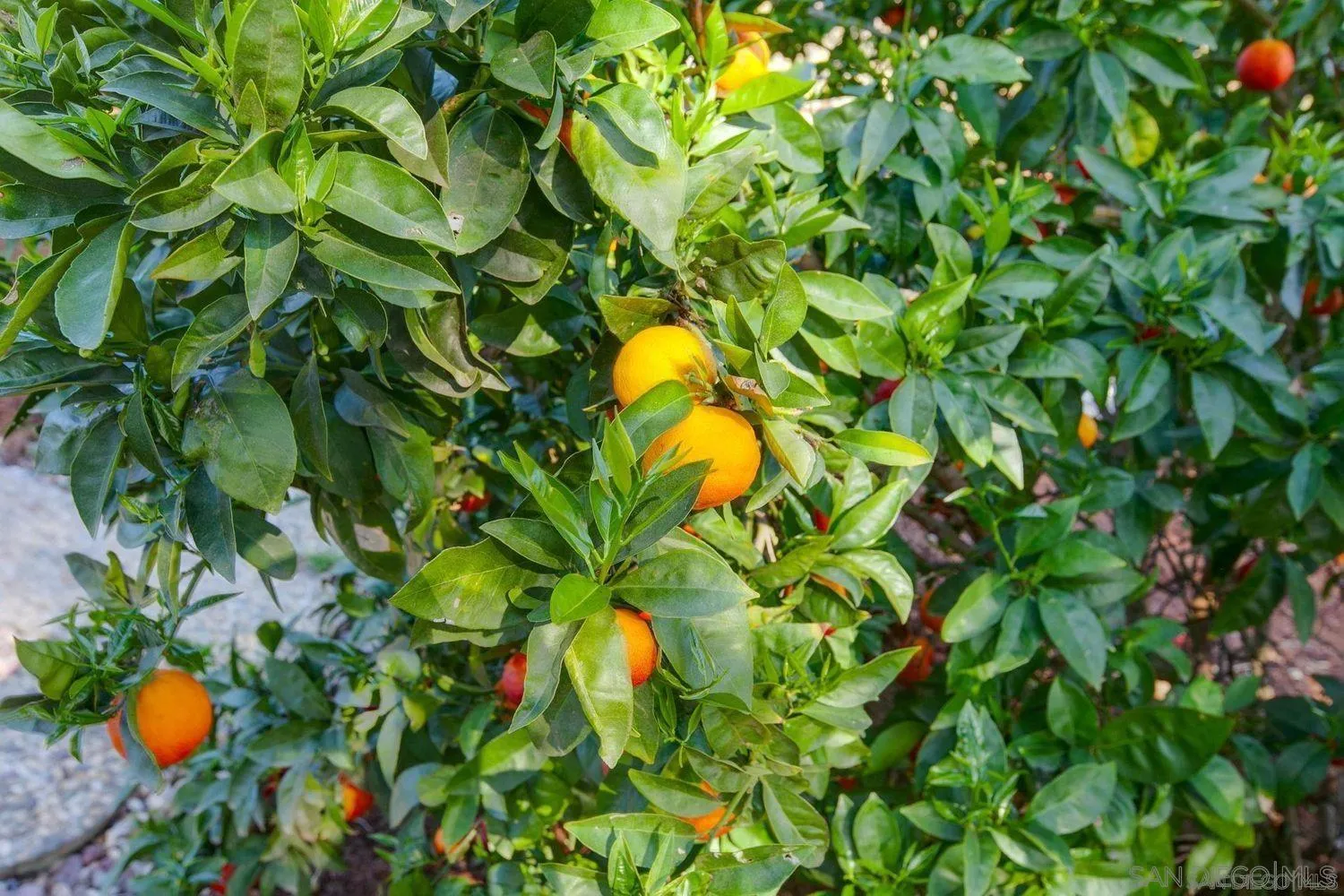 9431 West Lilac Road Escondido, CA 92026 - Photo 44 of 62 a view of a plant in a garden