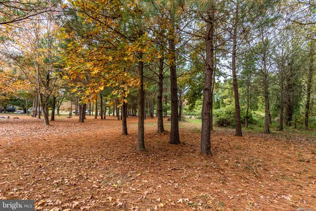 a view of park with trees