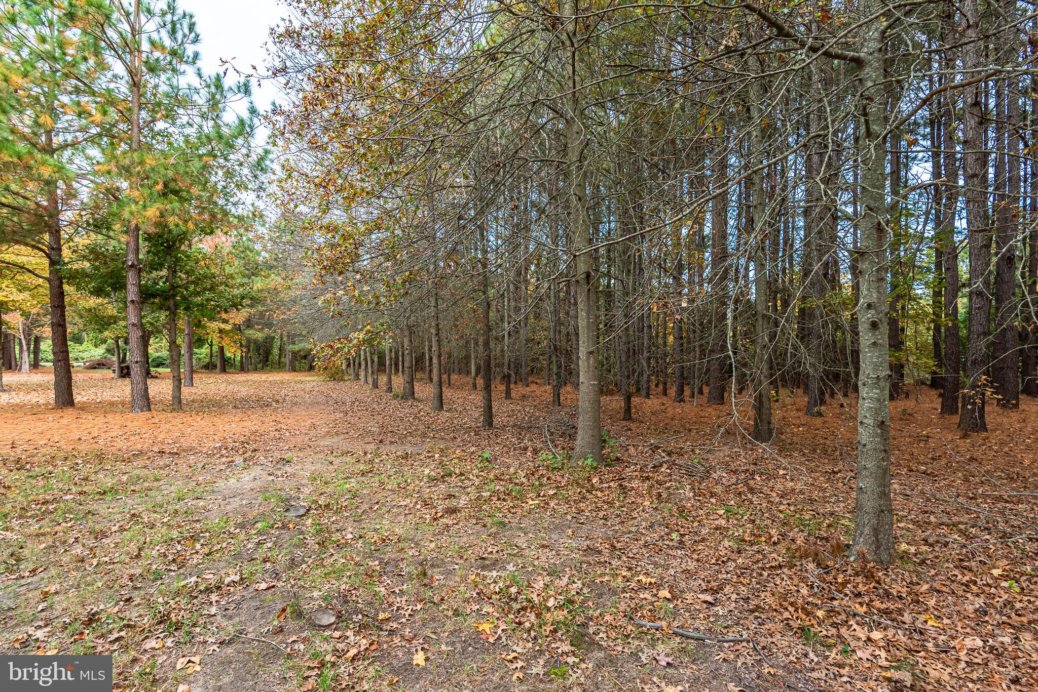 24653 McInturff Road Dames Quarter, MD 21821 - Photo 11 of 62 a view of backyard with tree