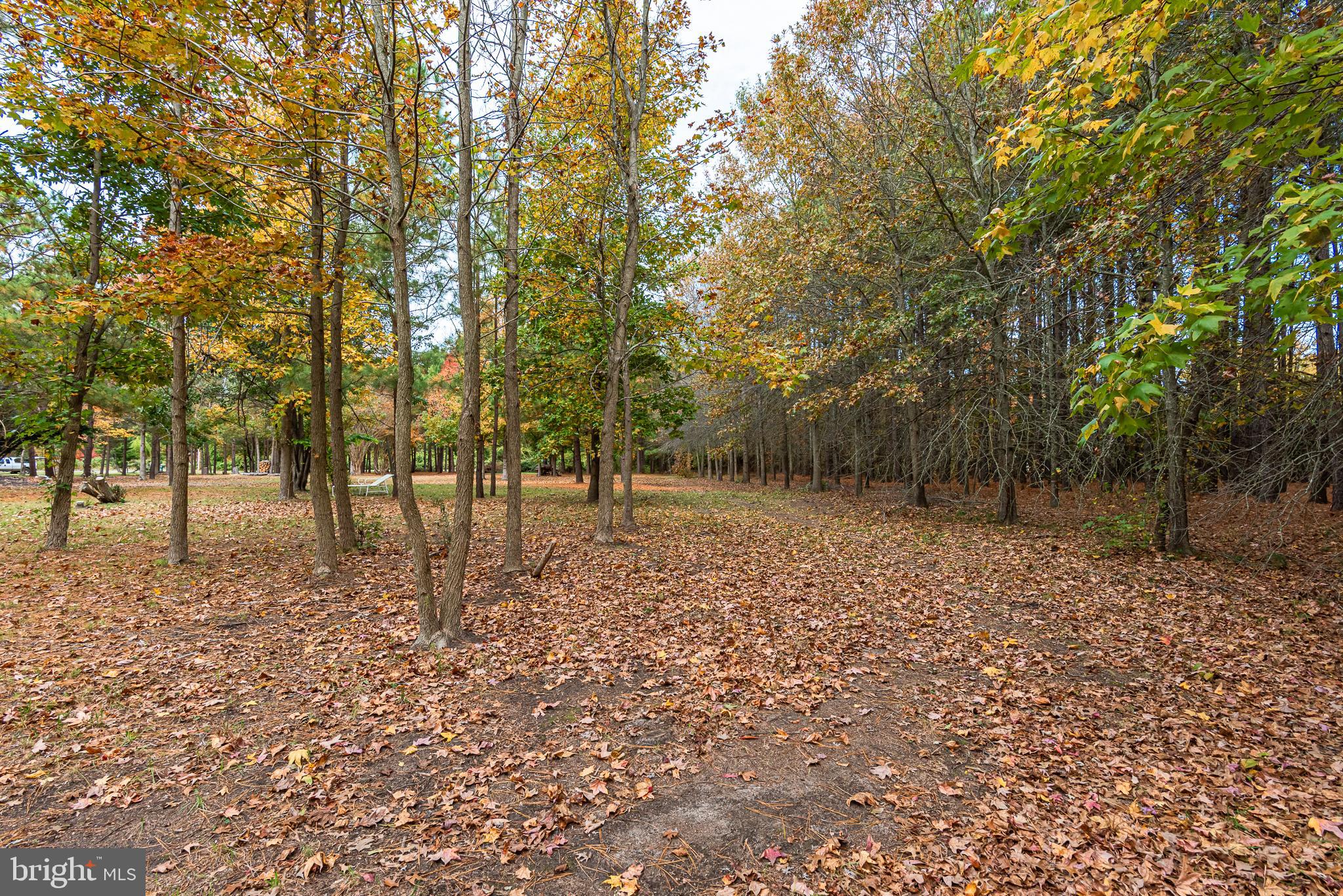24653 McInturff Road Dames Quarter, MD 21821 - Photo 13 of 62 a view of outdoor space with trees