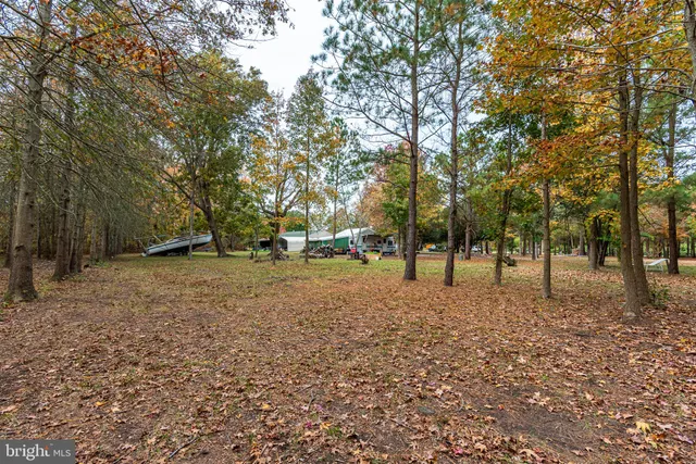 a view of a park with large trees