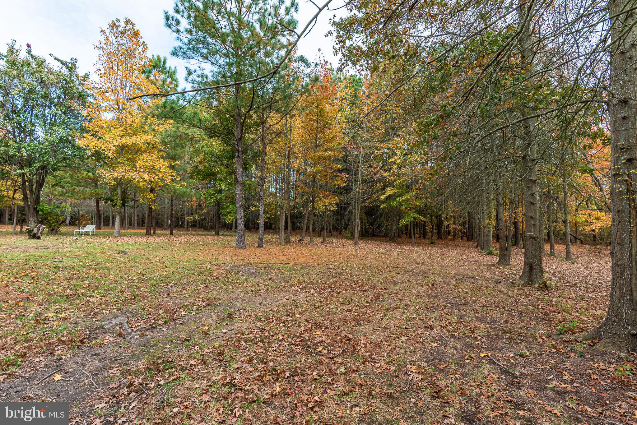24653 McInturff Road Dames Quarter, MD 21821 - Photo 16 of 62 a view of backyard with tree