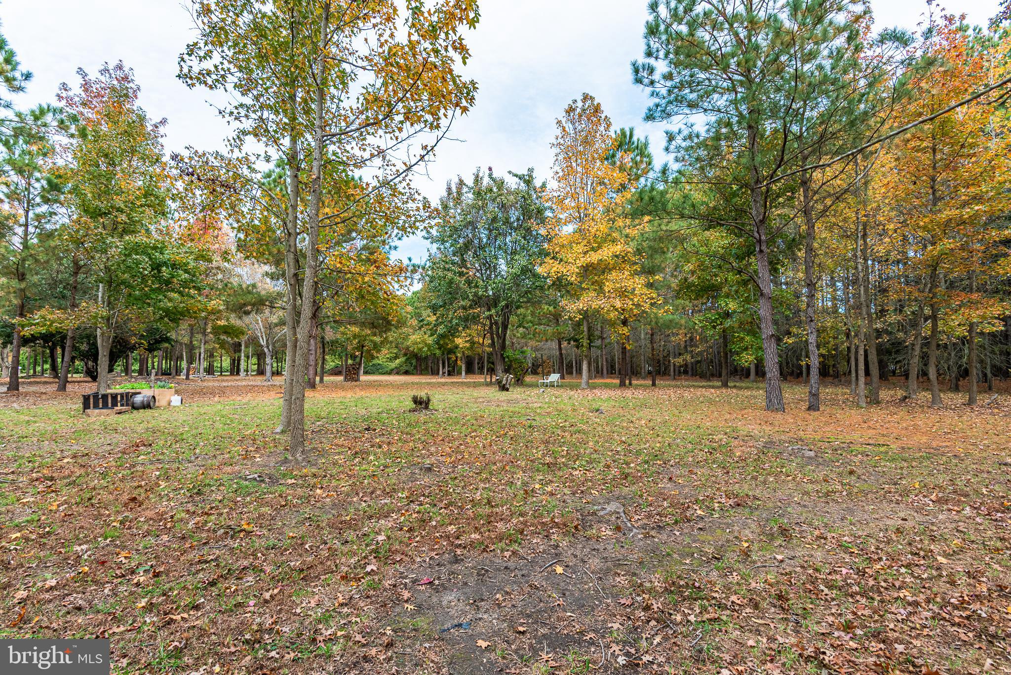 24653 McInturff Road Dames Quarter, MD 21821 - Photo 17 of 62 a view of a yard with a tree
