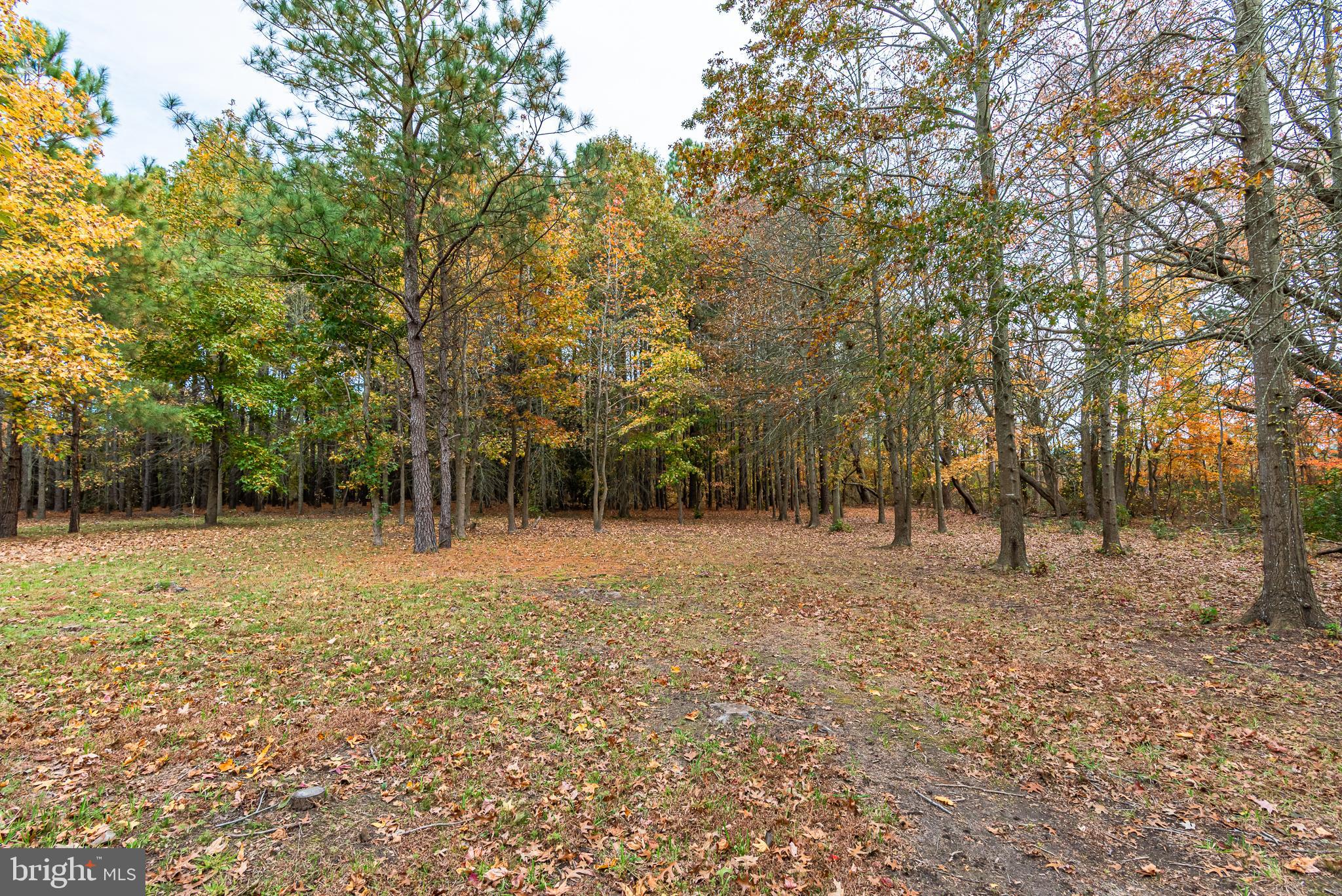 24653 McInturff Road Dames Quarter, MD 21821 - Photo 18 of 62 a fire hydrant in the middle of a field