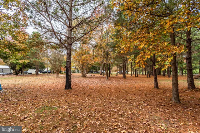 a view of road covered with trees
